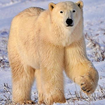 Polar Bear, Canada