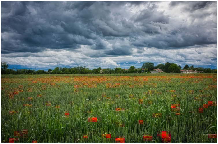 Poppy field in Ponzano Veneto country side