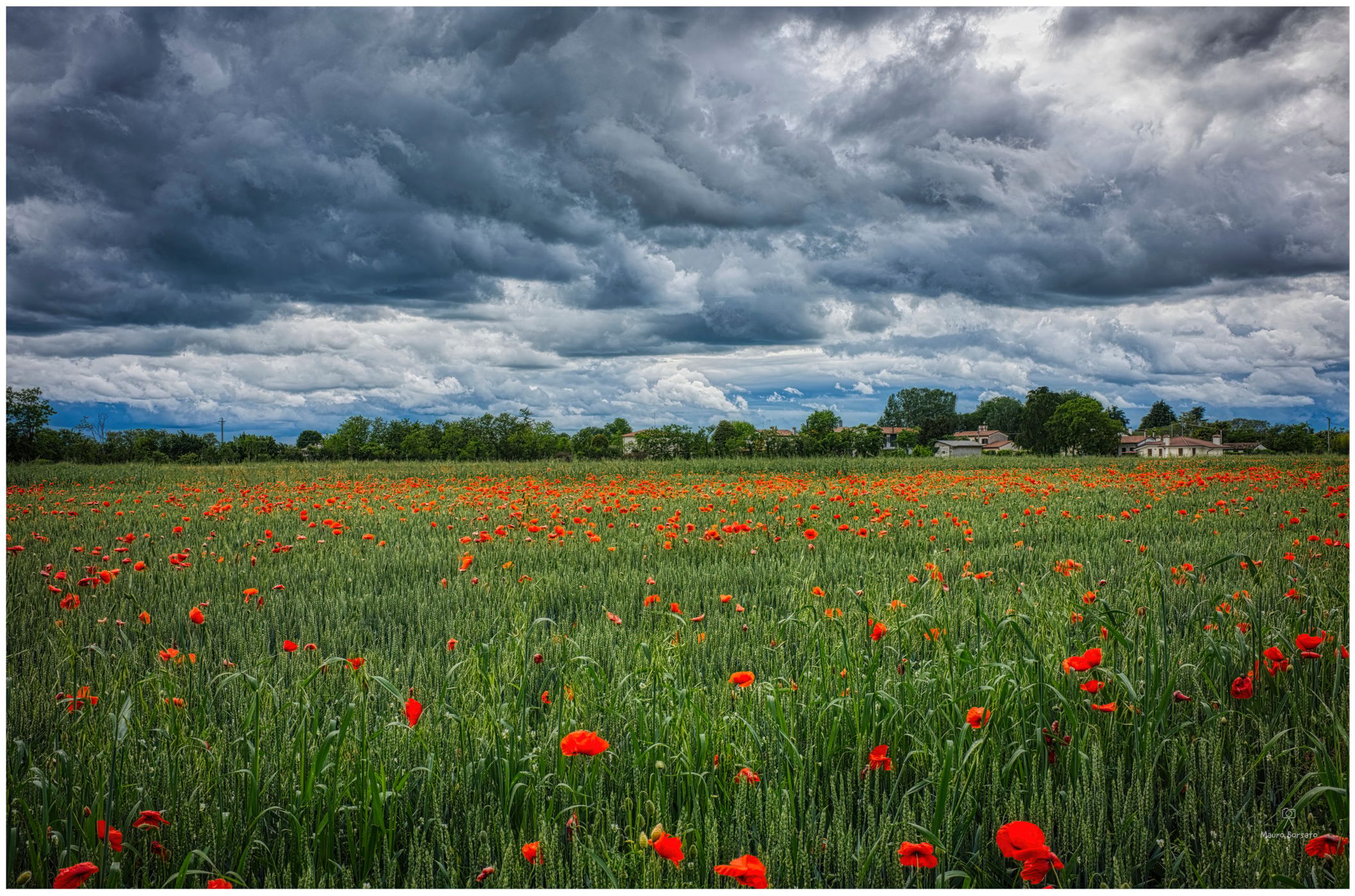 Poppy field in Ponzano Veneto country side, Italy