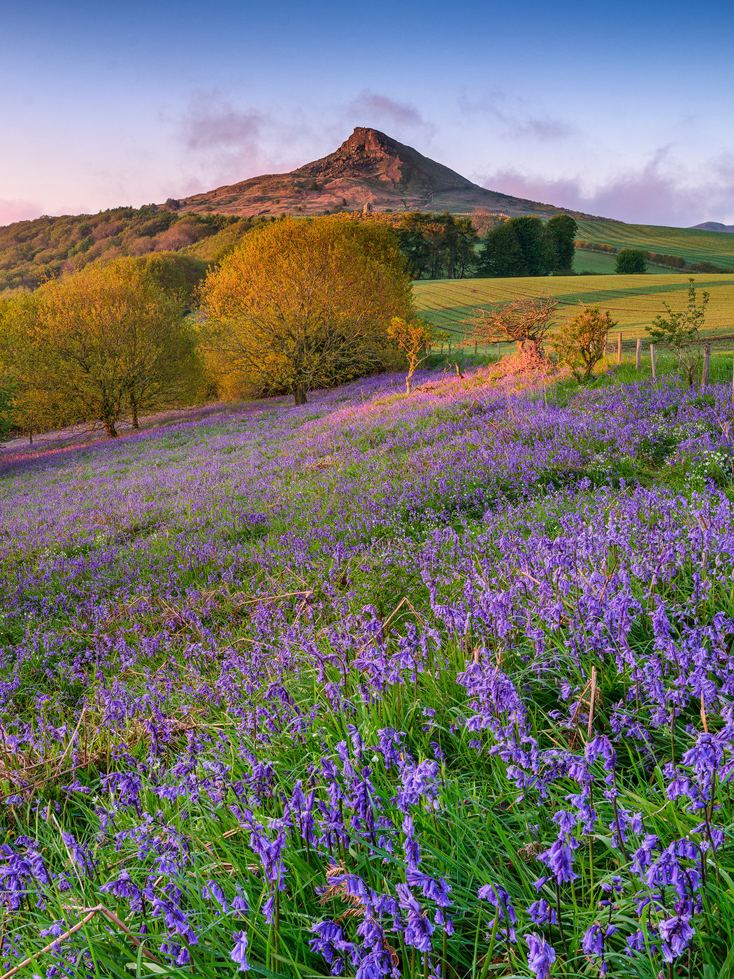 Roseberry topping bluebells, United Kingdom