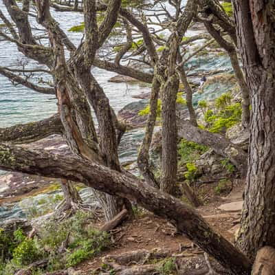 Senda Costera in Tierra del Fuego National Park, Argentina