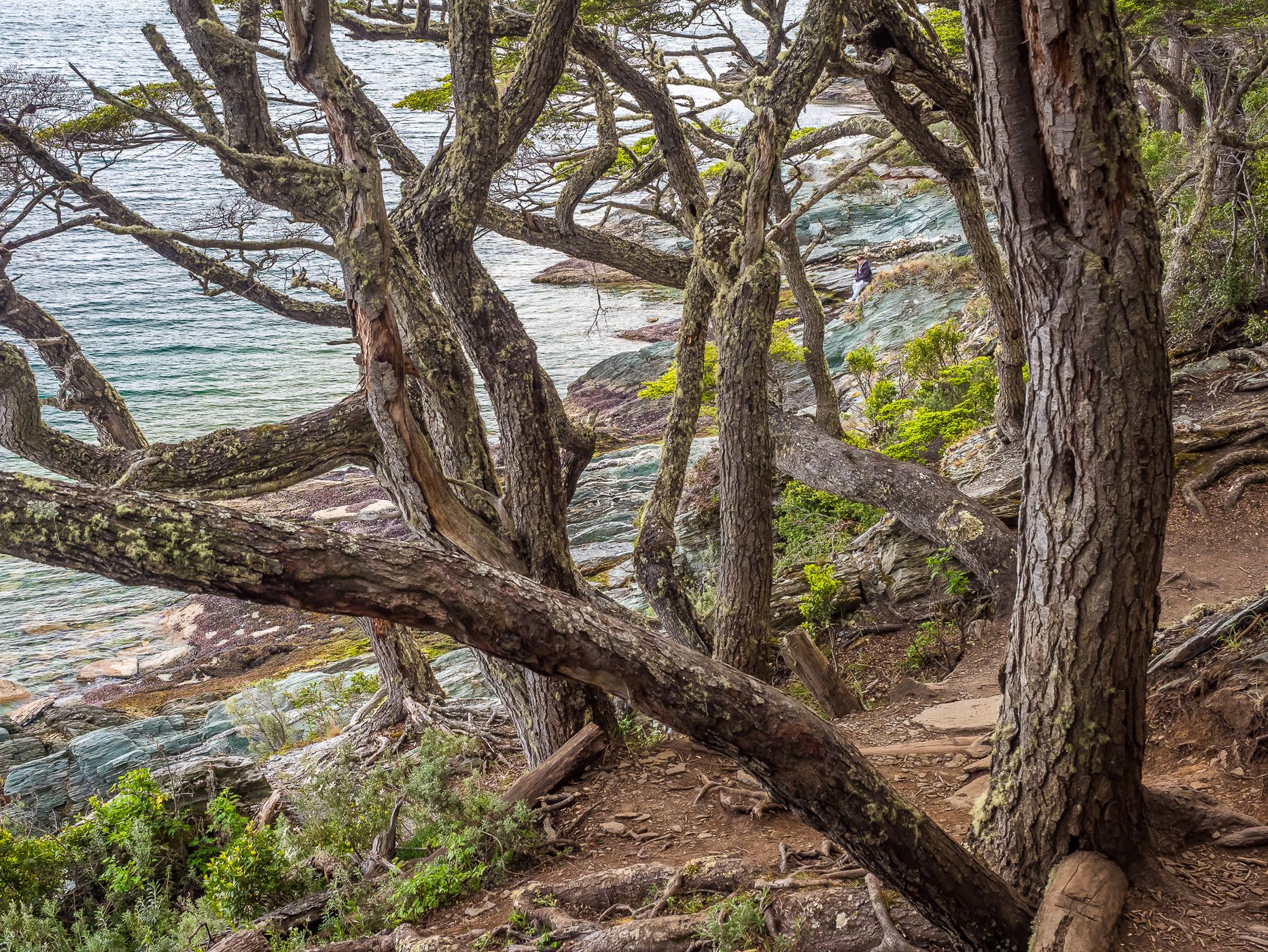 Senda Costera in Tierra del Fuego National Park, Argentina