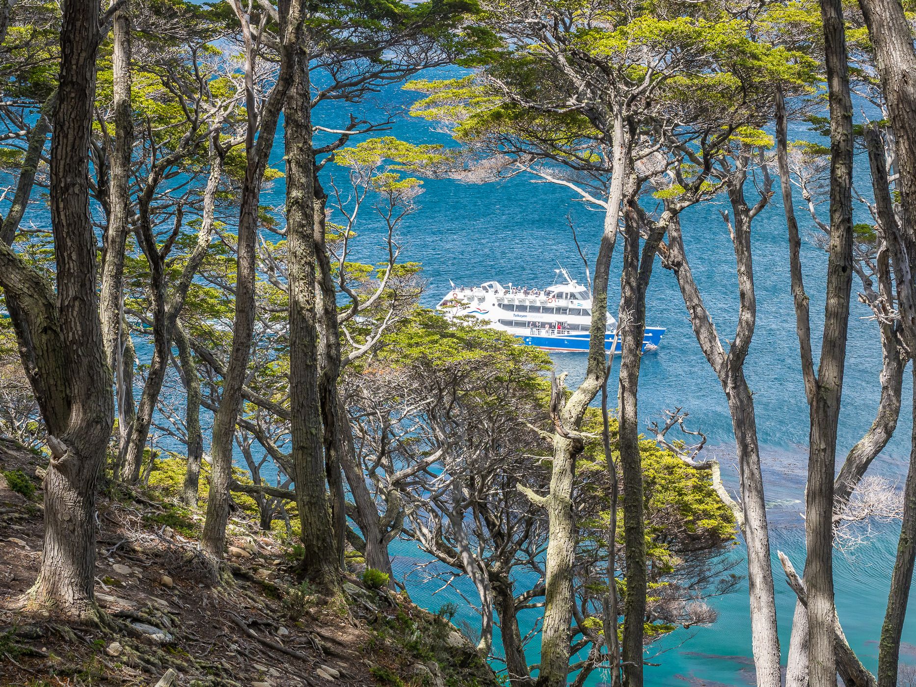 Southern Beech Forest at the Beagle Channel, Argentina