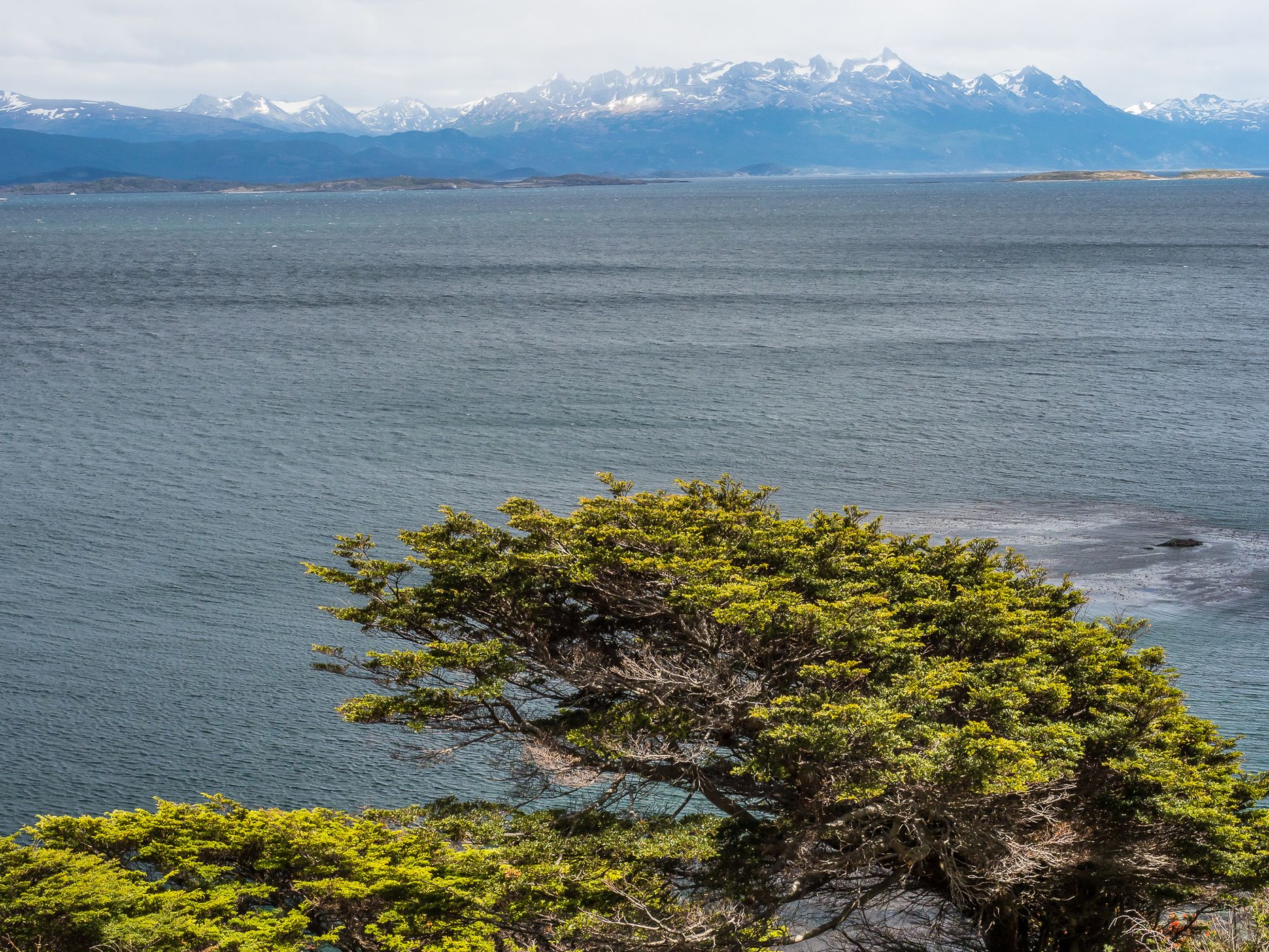 Southern Beech Forest at the Beagle Channel, Argentina