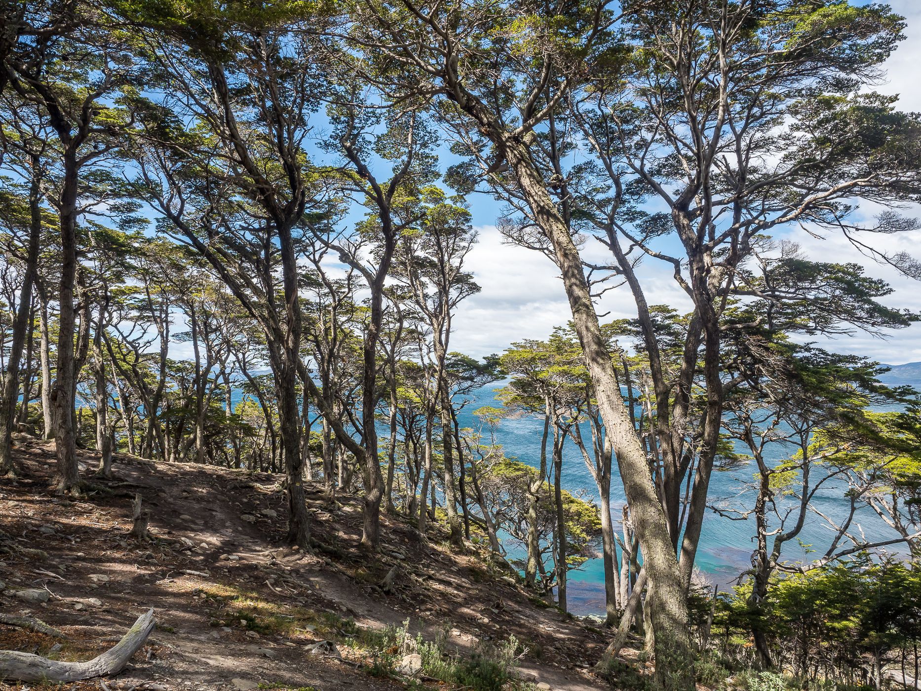 Southern Beech Forest at the Beagle Channel, Argentina