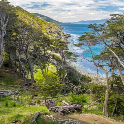 Southern Beech Forest at the Beagle Channel, Argentina