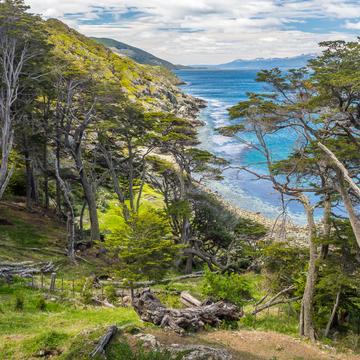 Southern Beech Forest at the Beagle Channel, Argentina