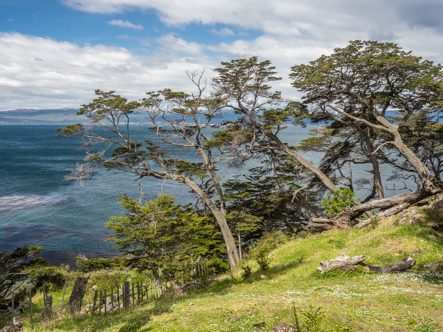 Southern Beech Forest at the Beagle Channel, Argentina