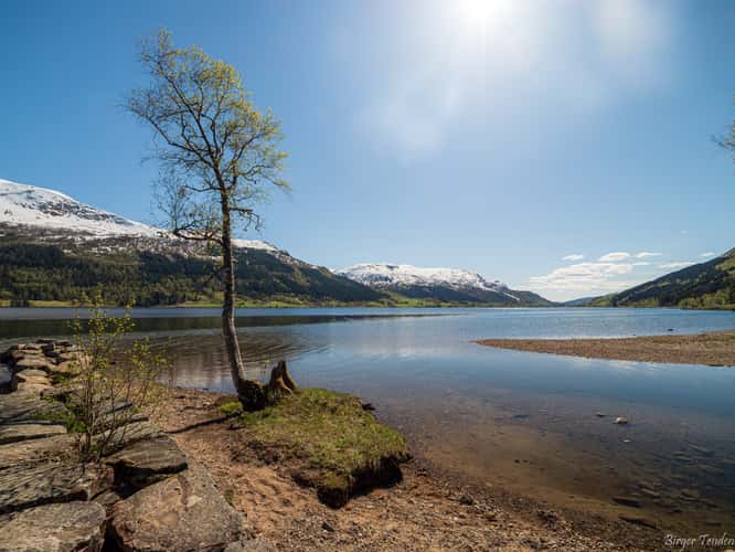 Svidalsneset