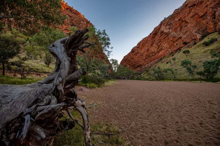 Tree Simpson Gap, Alice Springs, Northern Territory