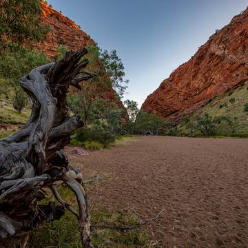 Tree Simpson Gap, Alice Springs, Northern Territory, Australia