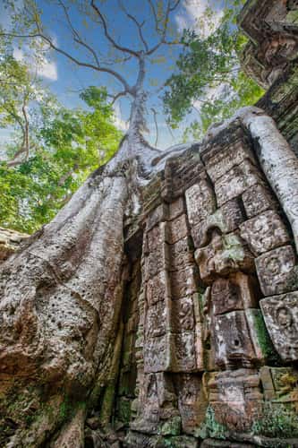 Tree Ta Prohm, Siem Reap