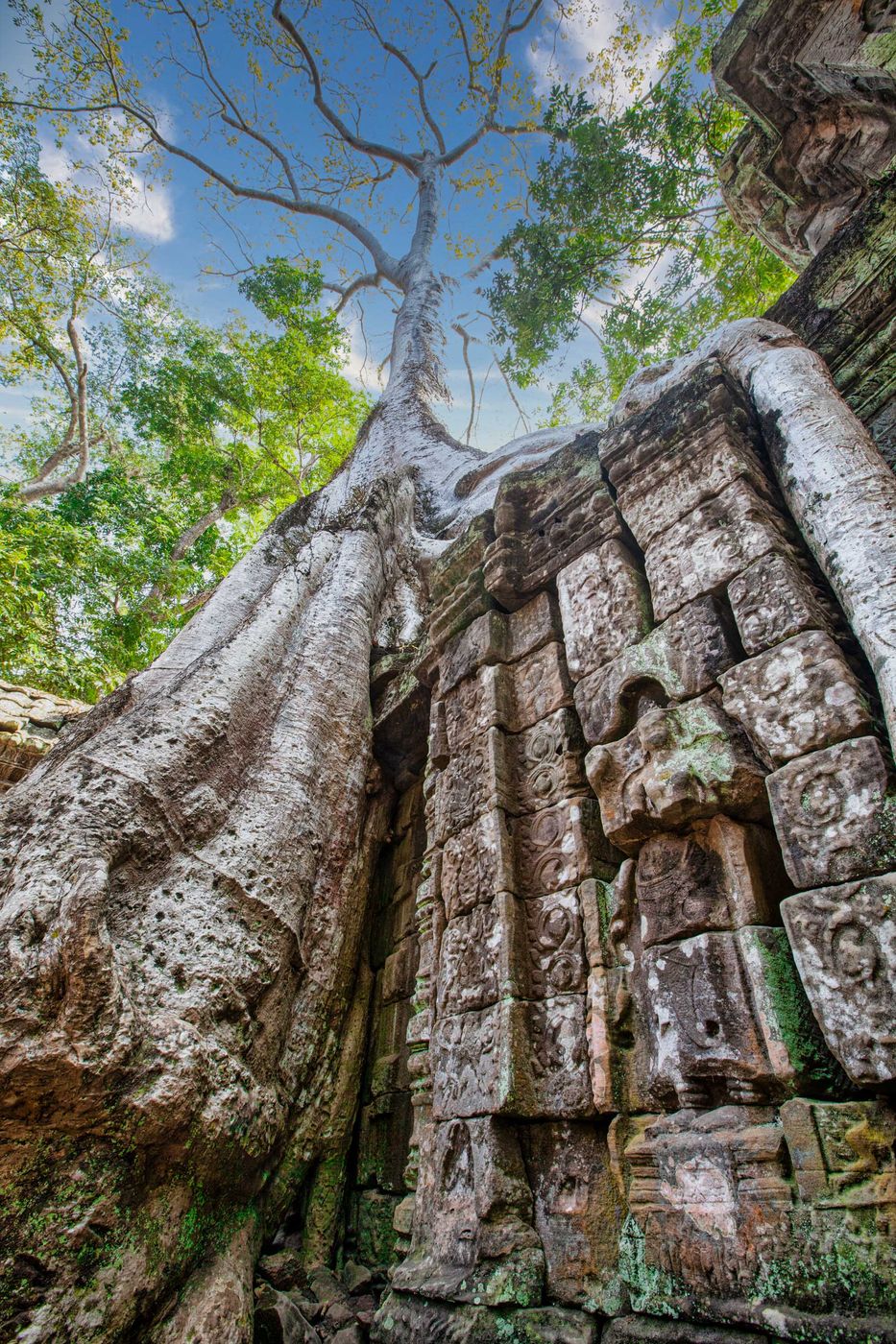 Tree Ta Prohm, Siem Reap, Cambodia