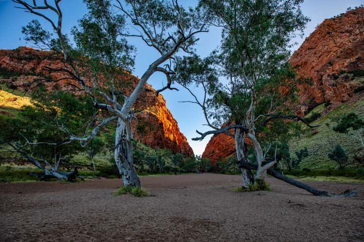 Tree Tunnel Simpson Gap, Alice Springs,  NT