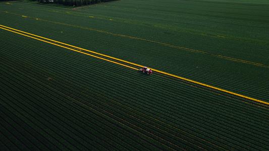 Tulip fields Nieuwe-Tonge [Drone]