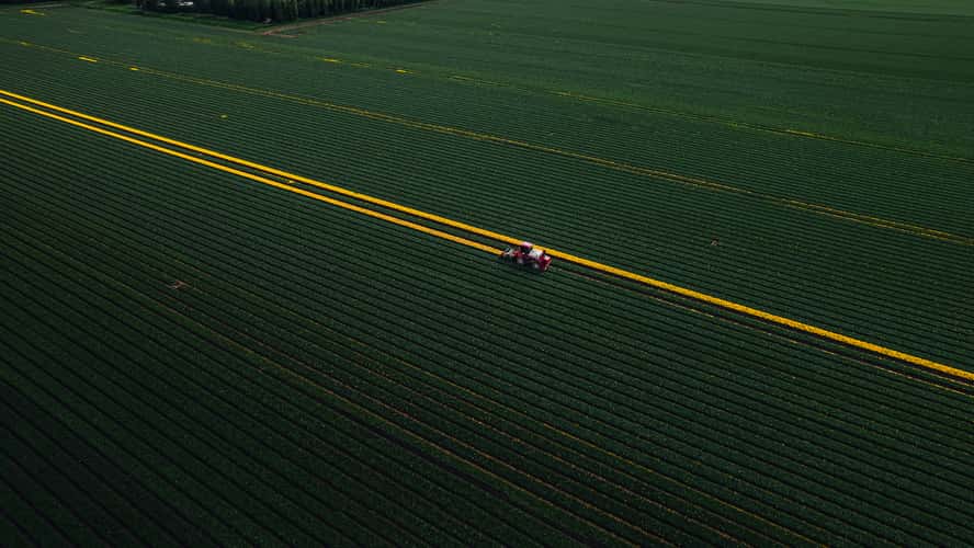 Tulip fields Nieuwe-Tonge