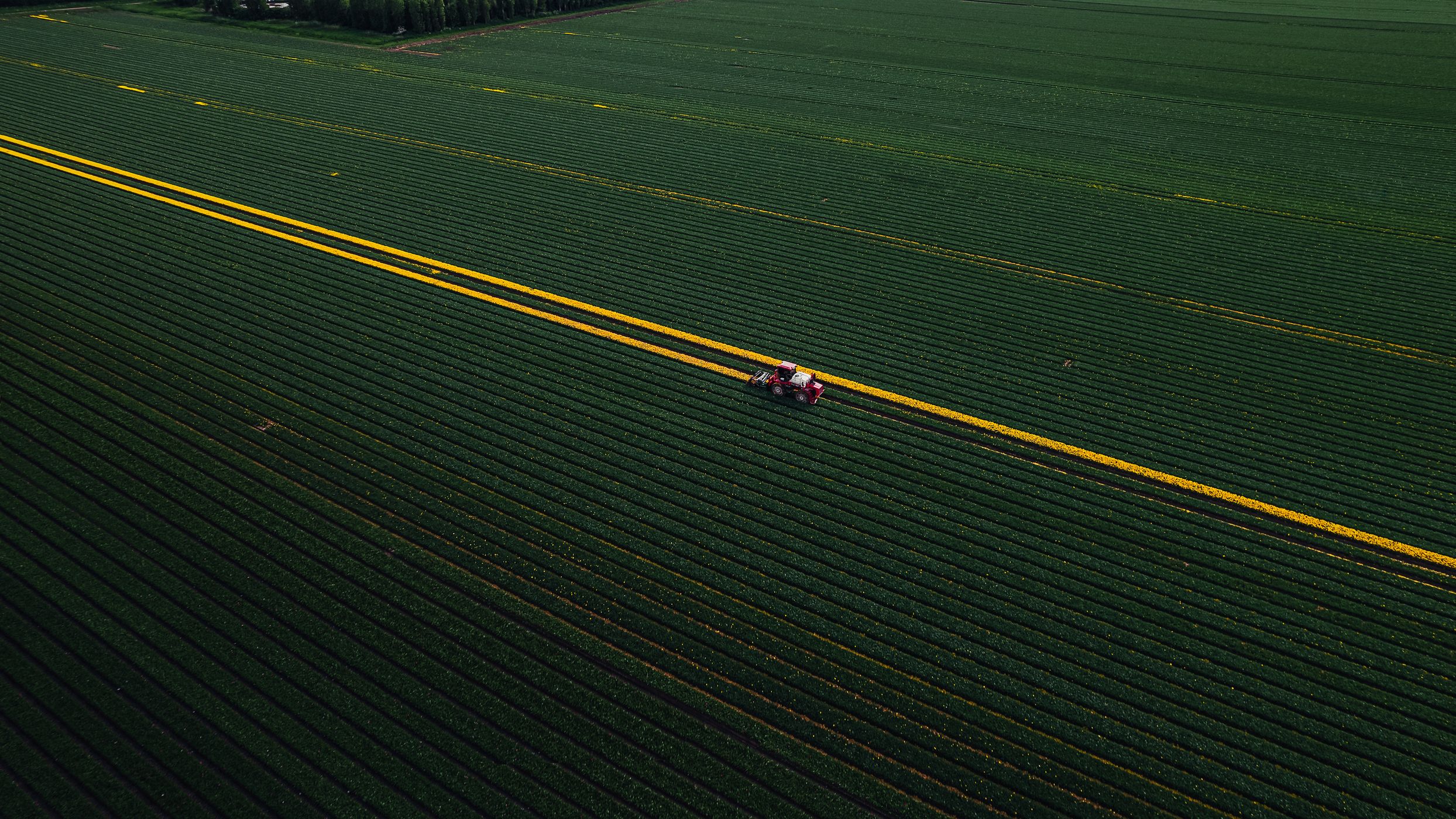 Tulip fields Nieuwe-Tonge, Netherlands