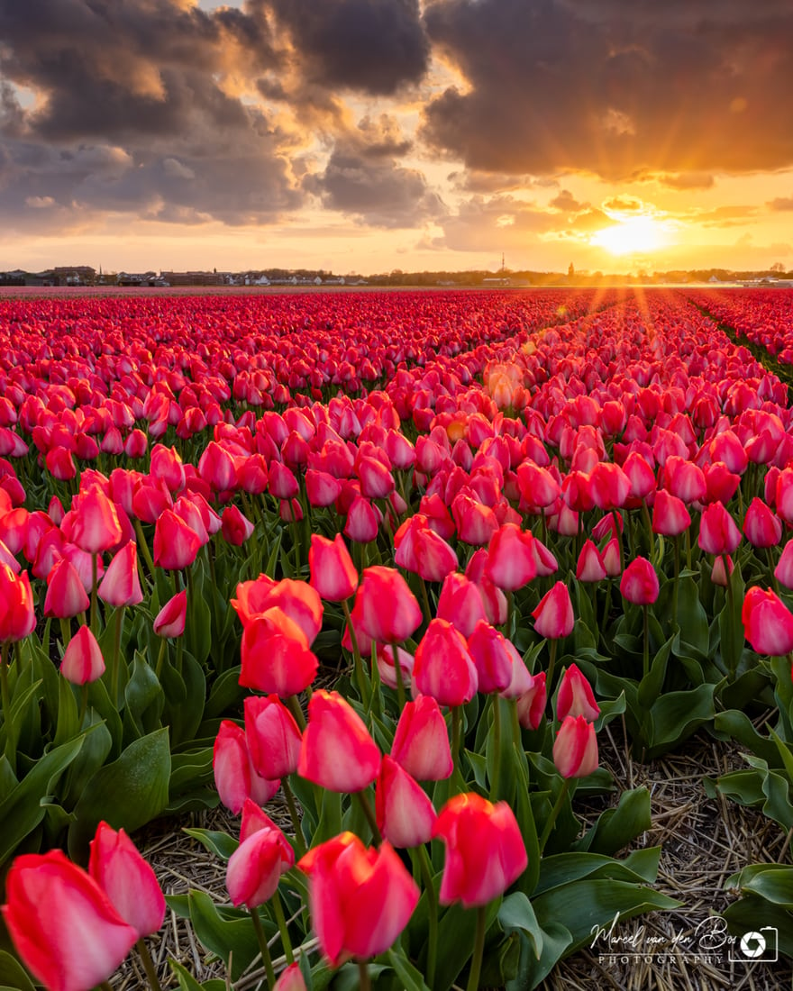 Tulip fields of Holland, Netherlands