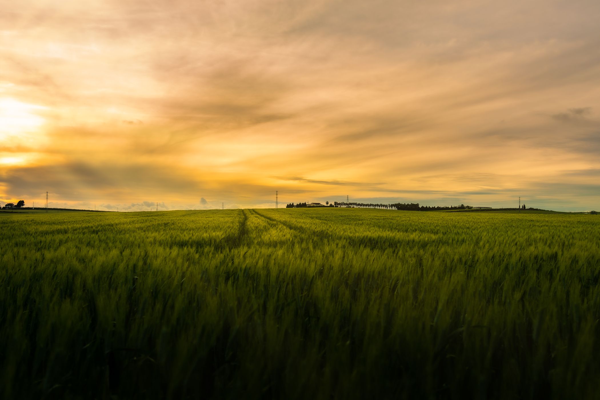 wheat fields in the Jerez countryside, Spain