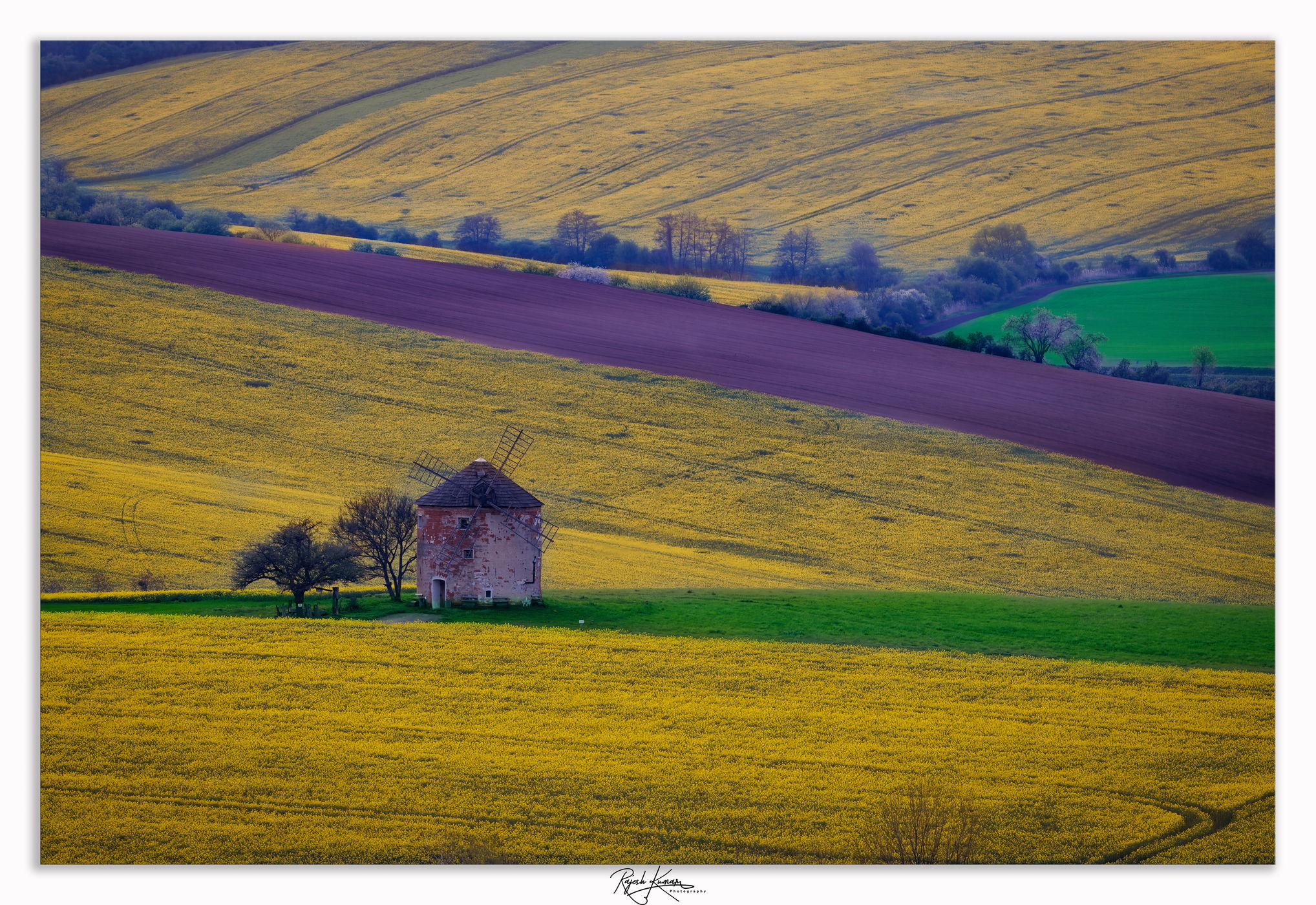 Windmill in the middle of a blooming clover field, Czech Republic