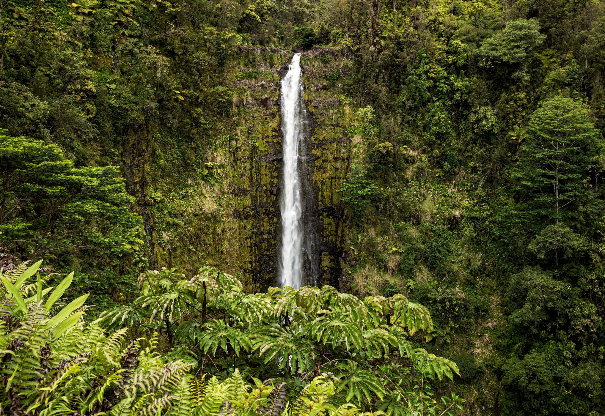 Akaka Falls, USA