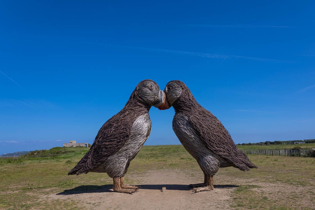 Arrival of the Puffins, Jersey