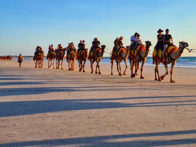 Camels Cable Beach Broome, Western Australia