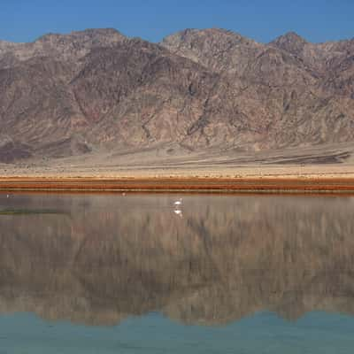 flamingo in the desert, near eilat, Israel