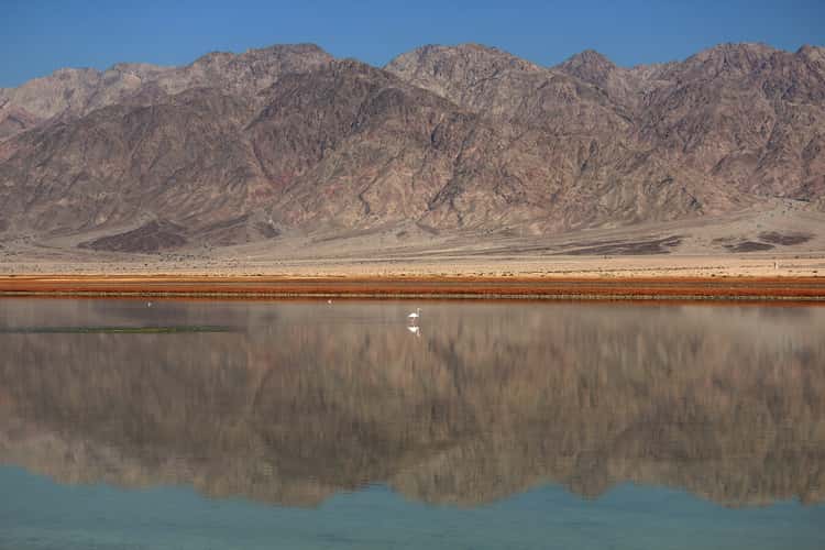flamingo in the desert, near eilat