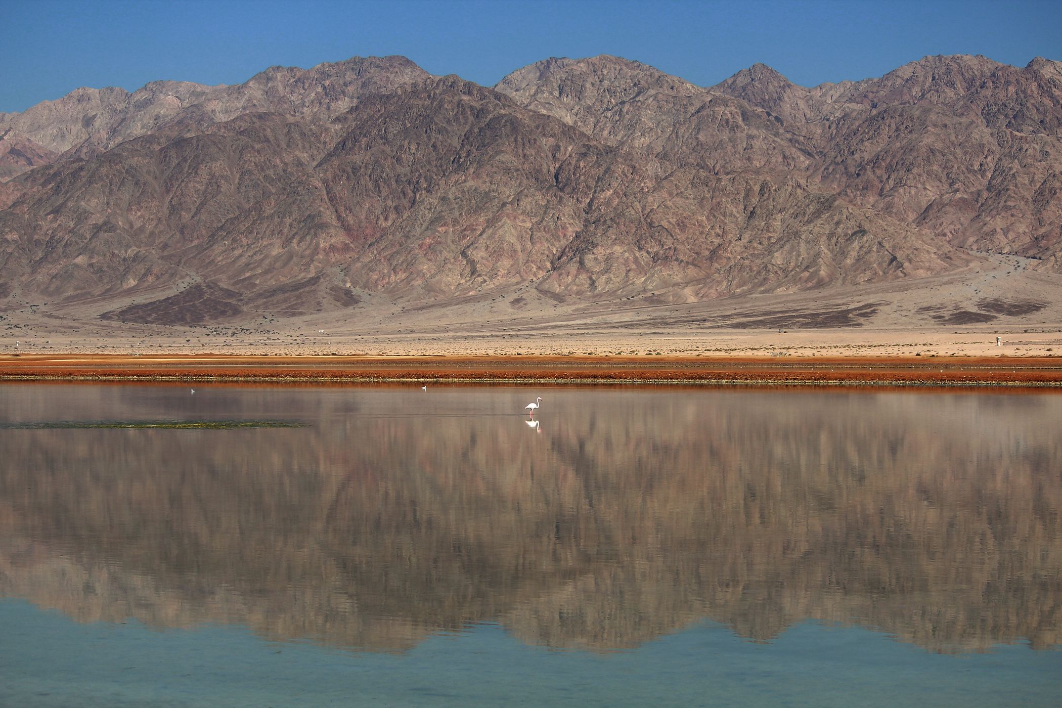 flamingo in the desert, near eilat, Israel