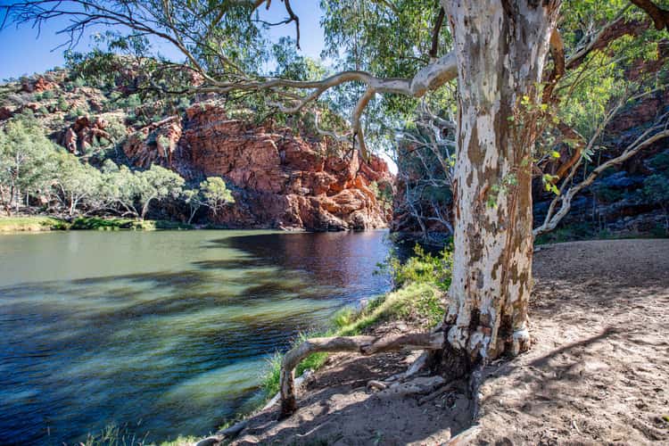 Gum Tree, Ellery Creek Big Hole, Northern Territory