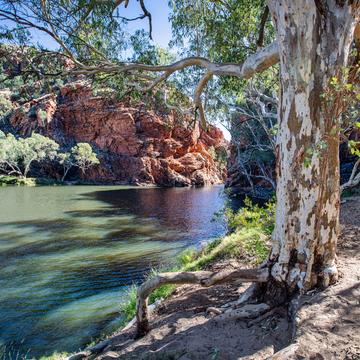 Gum Tree, Ellery Creek Big Hole, Northern Territory, Australia