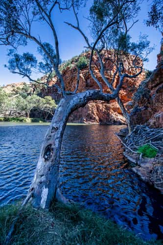 Gum Tree, Ellery Creek Big Hole. Northern Territory