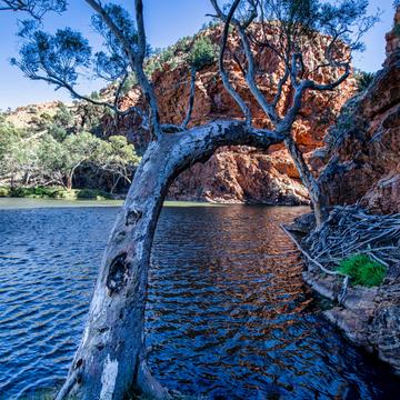 Gum Tree, Ellery Creek Big Hole. Northern Territory, Australia