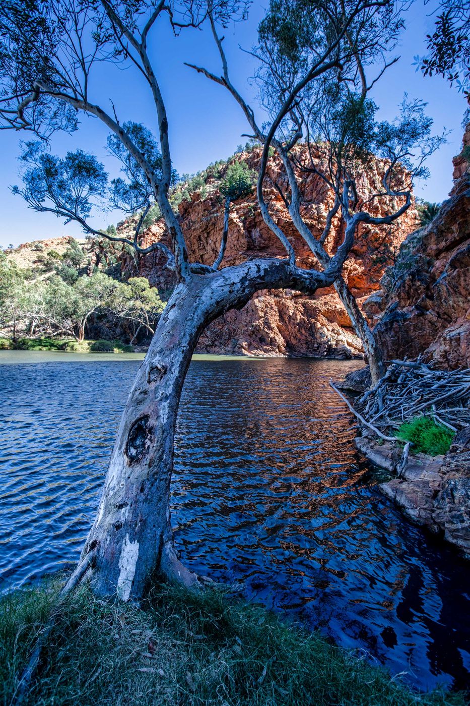 Gum Tree, Ellery Creek Big Hole. Northern Territory, Australia