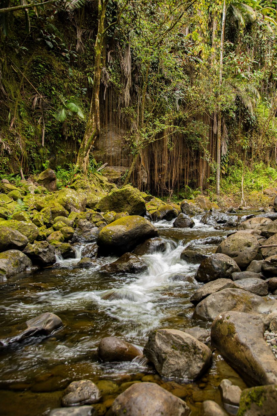 Hanawi Stream, USA