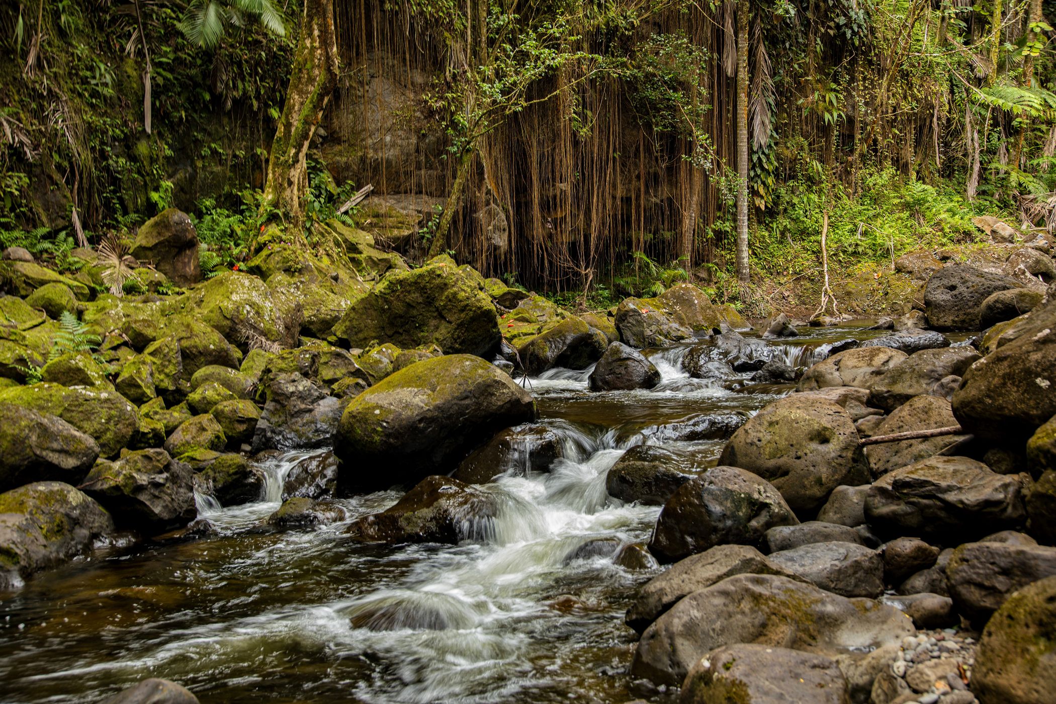 Hanawi Stream, USA