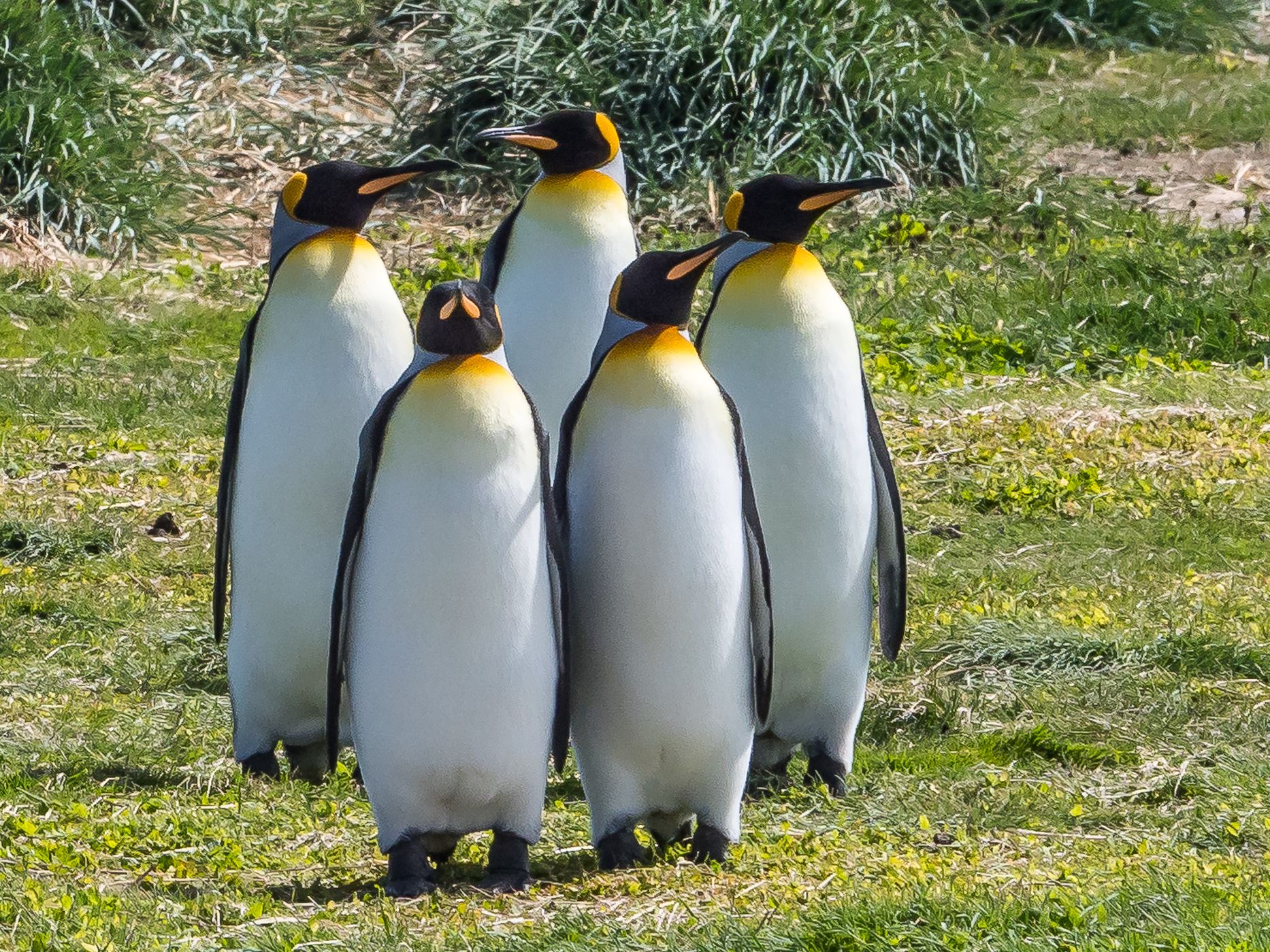 King Penguins Natural Reserve north of Cameron, Chile
