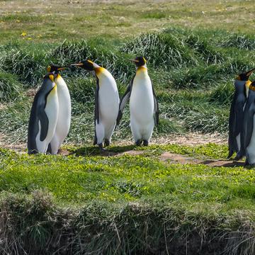 King Penguins Natural Reserve north of Cameron, Chile