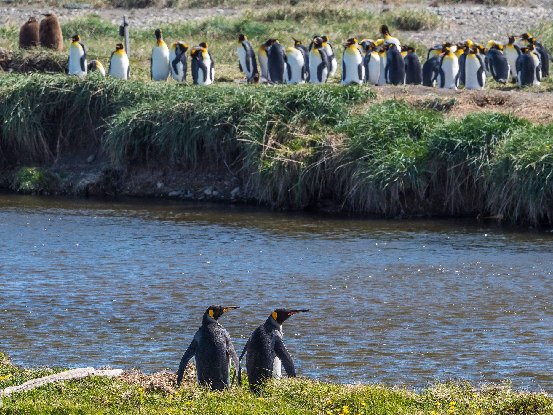 King Penguins Natural Reserve north of Cameron, Chile