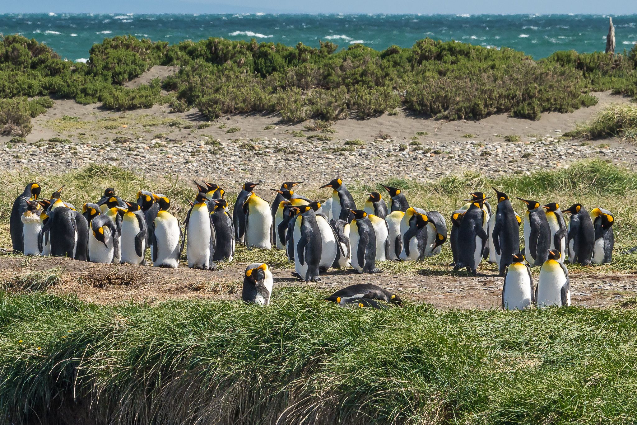 King Penguins Natural Reserve north of Cameron, Chile