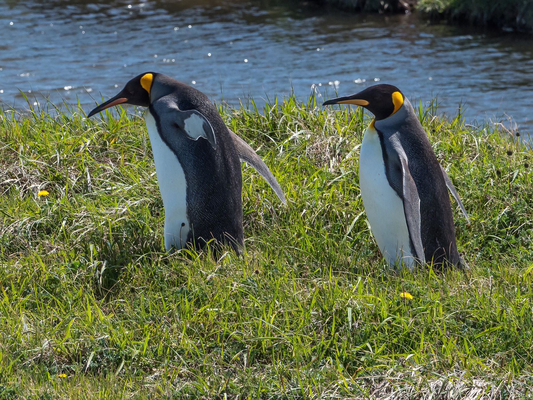 King Penguins Natural Reserve north of Cameron, Chile