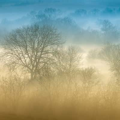 Konstantinovo trees, Bulgaria