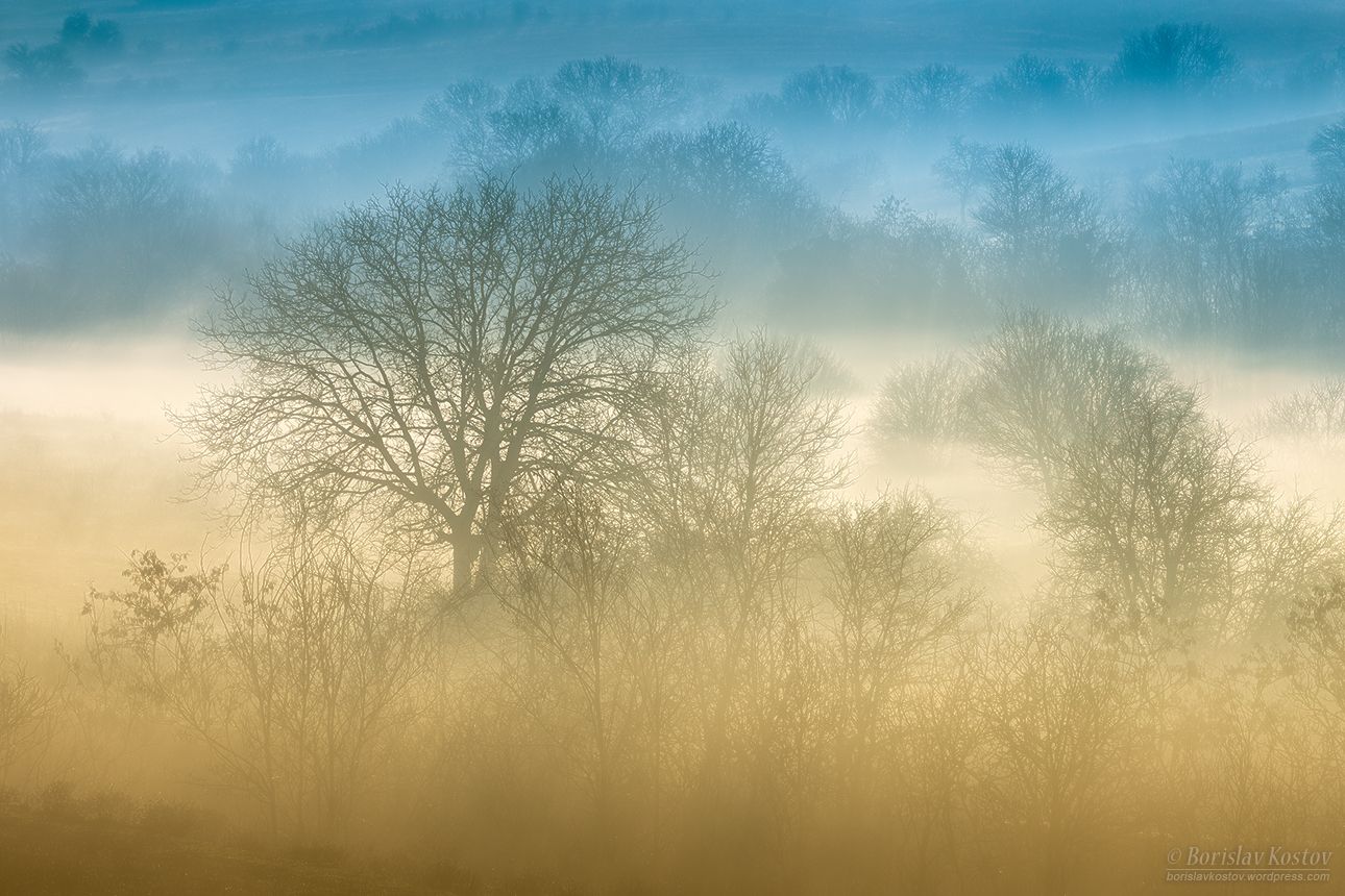 Konstantinovo trees, Bulgaria