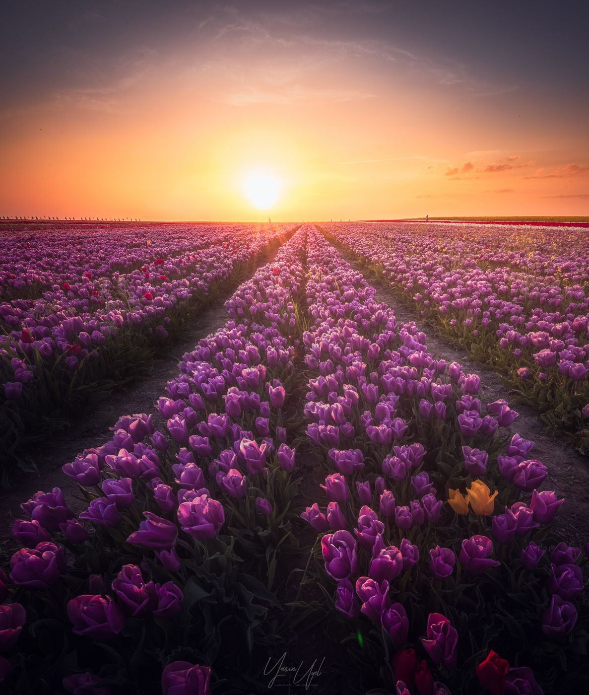 Konya Tulip Field, Turkey (Türkiye)