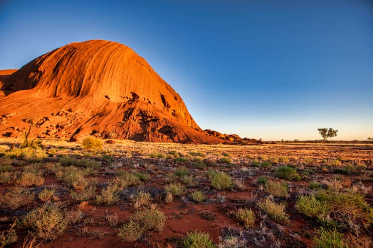 Little Tree, Uluru, Northern Territory