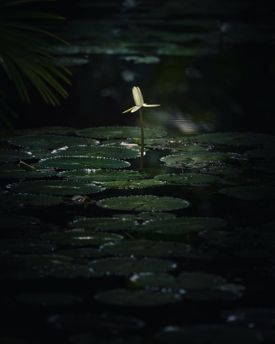 McKee Botanical Garden, USA