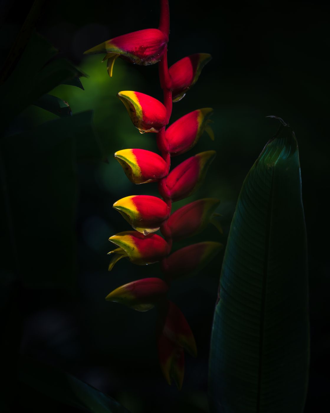 McKee Botanical Garden, USA