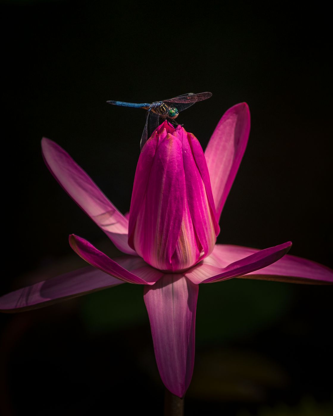 McKee Botanical Garden, USA