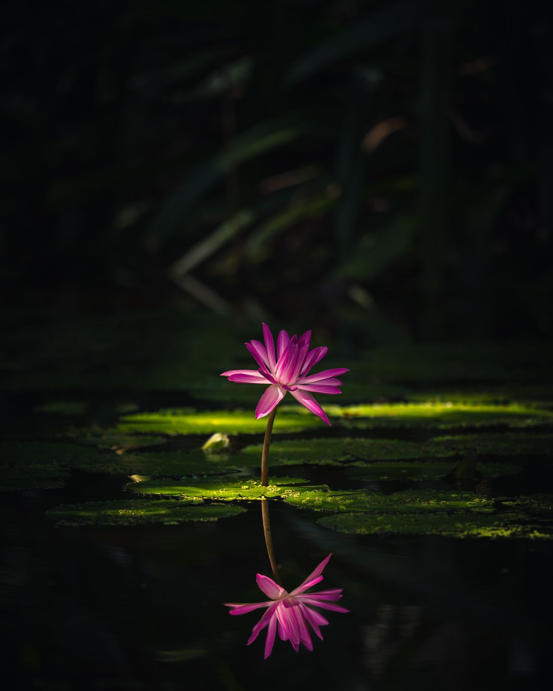 McKee Botanical Garden, USA